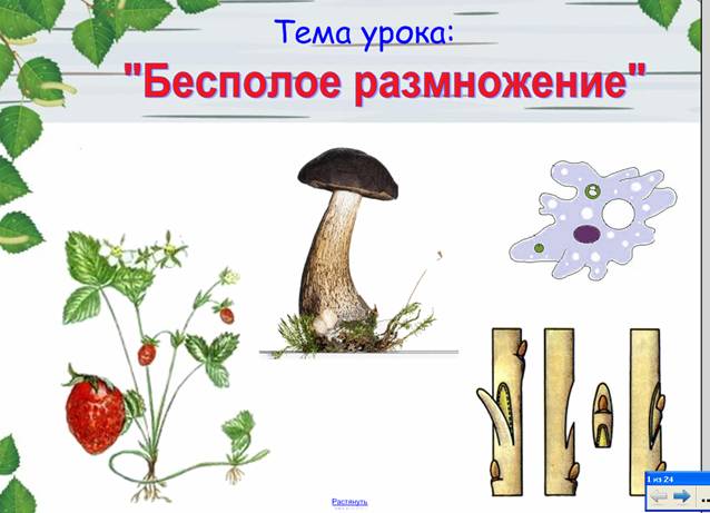 Урок размножение 6 класс. Бесполое размножение растений и животных. Рисунок бесполого размножения растений. Бесполое размножение 6 класс биология. Тема размножение.